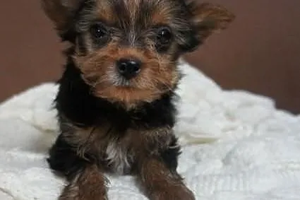 Yorkshire Terrier, York, Yorki