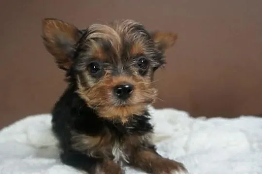 Yorkshire Terrier, York, Yorki