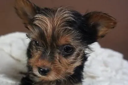 Yorkshire Terrier, York, Yorki