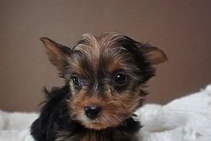 Yorkshire Terrier, York, Yorki