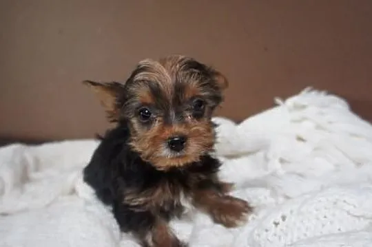 Yorkshire Terrier, York, Yorki