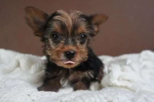 Yorkshire Terrier, York, Yorki