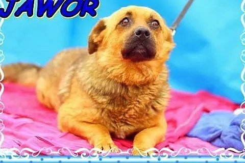 Łagodny,rodzinny,przyjazny pies Jawor ADOPCJA !,  małopolskie Kraków