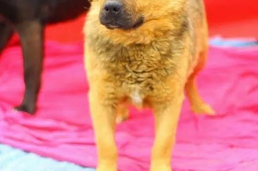Łagodny,rodzinny,przyjazny pies Jawor ADOPCJA !,  