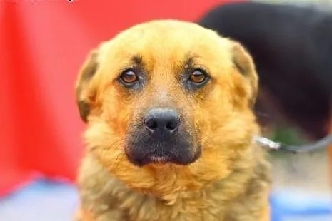 Łagodny,rodzinny,przyjazny pies Jawor ADOPCJA !,  