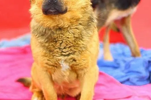 Łagodny,rodzinny,przyjazny pies Jawor ADOPCJA !,  