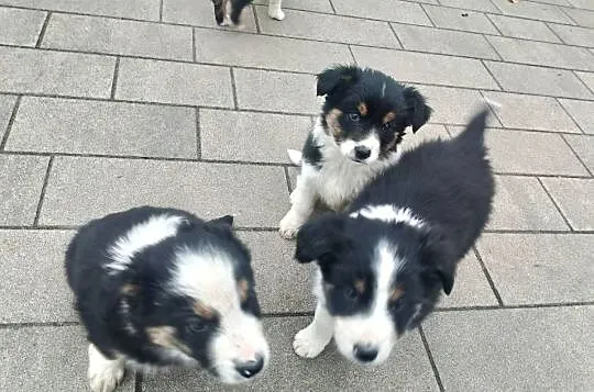 Border Collie, Wielkopolskie, Jarocin