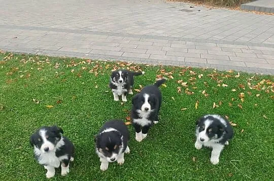 Border Collie, Wielkopolskie, Jarocin