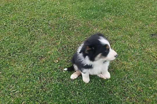Border Collie, Wielkopolskie, Jarocin