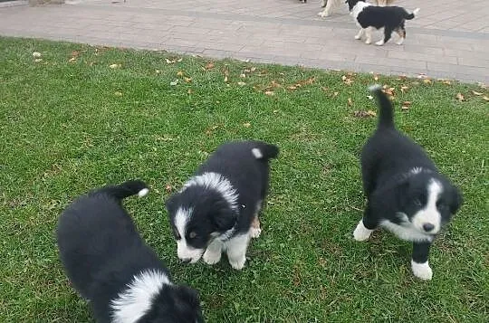Border Collie, Wielkopolskie, Jarocin