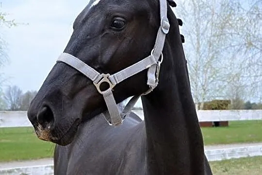 Roczna klacz prospekt ujeżdżeniowo - hodowlany, , 