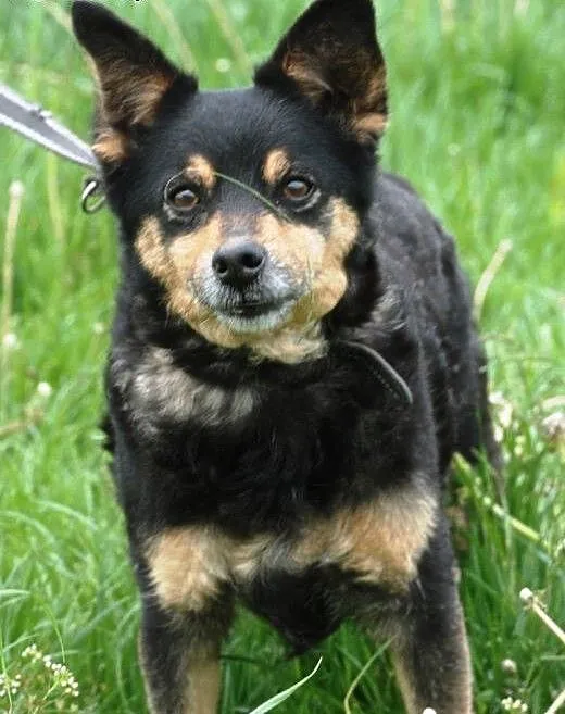 Petunia - cudowna staruszka szuka domu, adopcja,