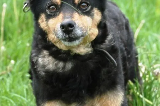 Petunia - cudowna staruszka szuka domu, adopcja,  