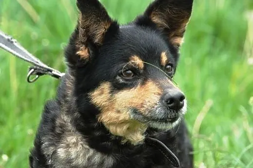 Petunia - cudowna staruszka szuka domu, adopcja,  
