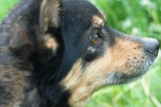 Petunia - cudowna staruszka szuka domu, adopcja,  