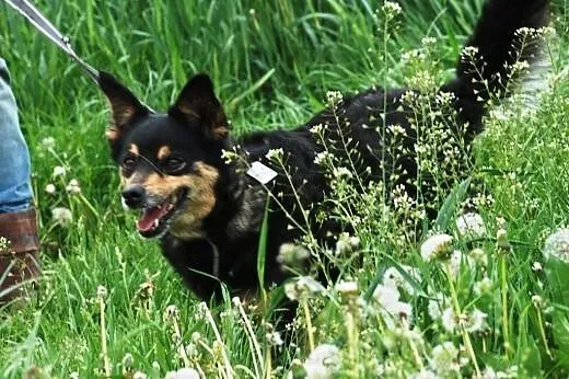 Petunia - cudowna staruszka szuka domu, adopcja,  