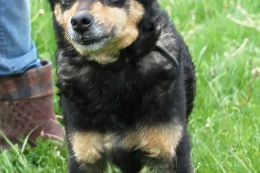 Petunia - cudowna staruszka szuka domu, adopcja,  