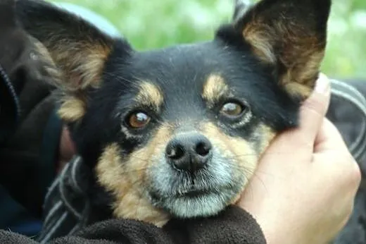 Petunia - cudowna staruszka szuka domu, adopcja,  