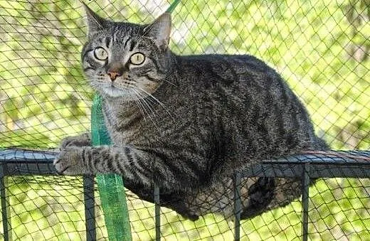 Pixelek do adopcji!!, łódzkie Łódź