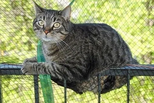 Pixelek do adopcji!!,  łódzkie Łódź