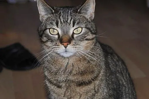 Pixelek do adopcji!!,  łódzkie Łódź