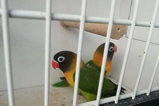 Ptaki papugi nierozłączki, Wielogłowy