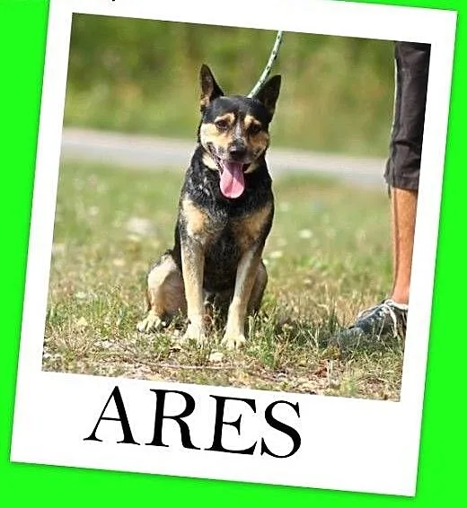 Dwuletni,średni 13 kg,czujny,przyjazny pies ARES.A