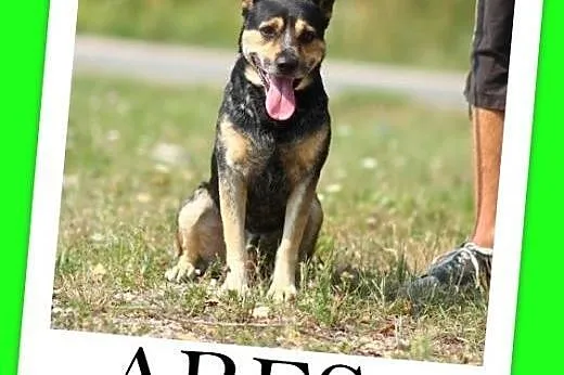 Dwuletni,średni 13 kg,czujny,przyjazny pies ARES.A