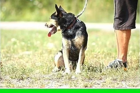 Dwuletni,średni 13 kg,czujny,przyjazny pies ARES.A