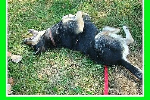 Dwuletni,średni 13 kg,czujny,przyjazny pies ARES.A