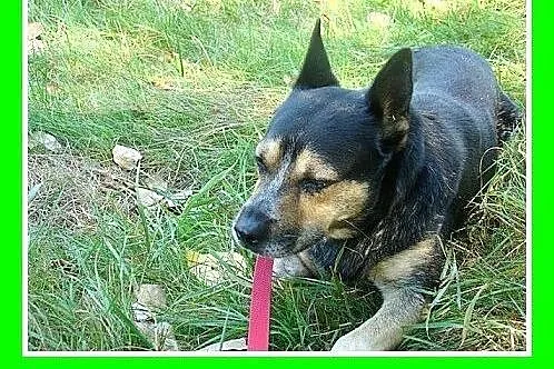 Dwuletni,średni 13 kg,czujny,przyjazny pies ARES.A
