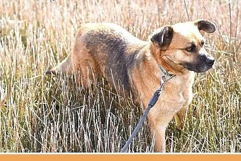 FIONA,zachowuje czystość,średnia,łagodna,spokojna 