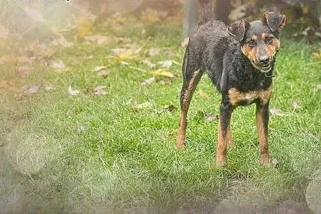 Dwuletni, zdrowy Korek, kochający dzieciaki, wesoł