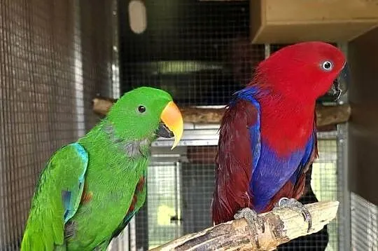 Lory wielkie, barwnice zwyczajne para