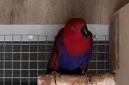 Lory wielkie, barwnice zwyczajne para, Małopolskie, Kalwaria Zebrzydowska