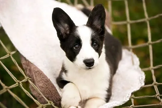 Szczeniaki Welsh Corgi Cardigan z rodowodem FCI, Mazowieckie, Warszawa