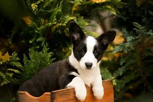 Szczeniaki Welsh Corgi Cardigan z rodowodem FCI, Mazowieckie, Warszawa