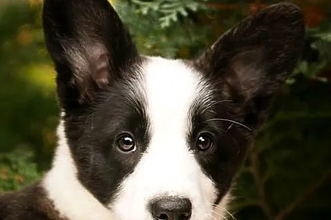 Szczeniaki Welsh Corgi Cardigan z rodowodem FCI, Mazowieckie, Warszawa
