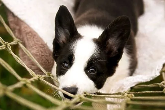 Szczeniaki Welsh Corgi Cardigan z rodowodem FCI, Mazowieckie, Warszawa