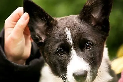 Szczeniaki Welsh Corgi Cardigan z rodowodem FCI, Mazowieckie, Warszawa