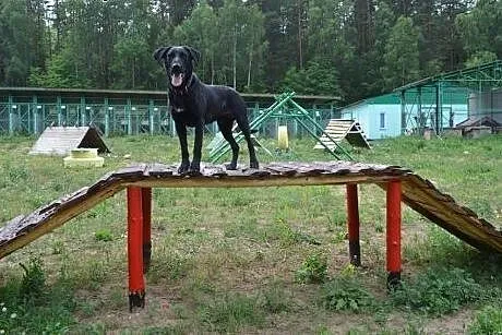 Portos piekny,młody i łagodny psiak szuka kochajac