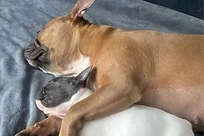 Buldog francuski