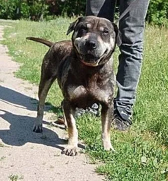 SHARI - wspaniała suczka mix shar-pei czeka na odp