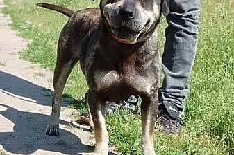 SHARI - wspaniała suczka mix shar-pei czeka na odpowiedzialny dom!, lubuskie Gorzów Wielkopolski