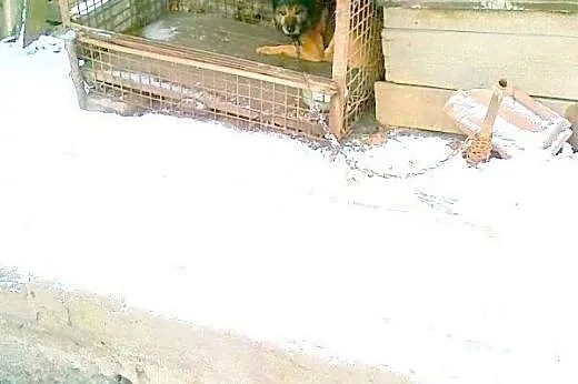 Kocha aportować i kocha być kochanym :),  śląskie 