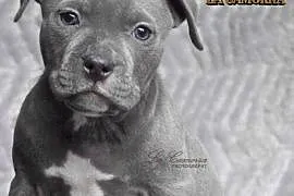 American Staffordshire Terrier Blue Amstaff