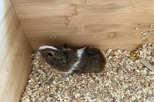 Sprzedam świnki morskie, Wielkopolskie, Dobra Nadzieja