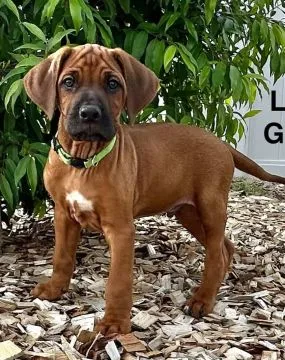 Urocze szczenięta bloodhound do adopcji e-mail: {{dorotapaula829@gmail.com}}