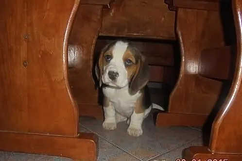 Beagle Trikolor