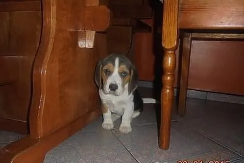 Beagle Trikolor